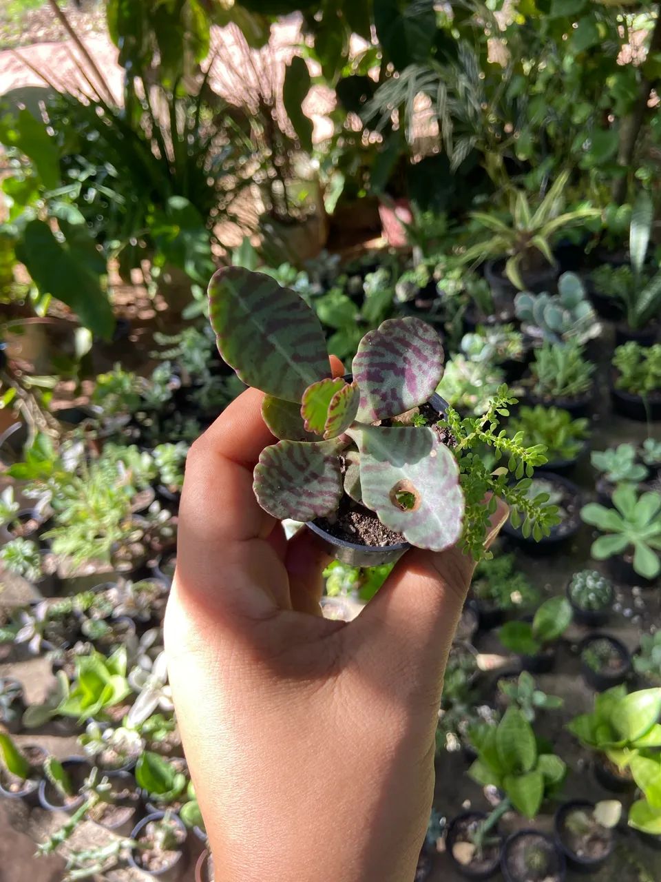 Plantas de várias espécies  - Foto 2