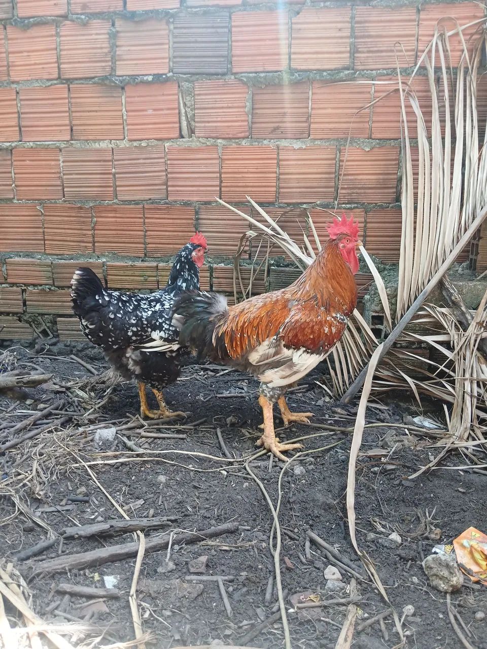 Galinha gsb - Foto 2