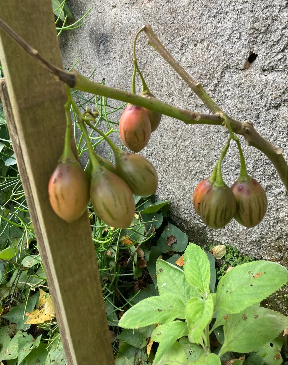 Vendo pé de tomate japonês produzindo. - Foto 6