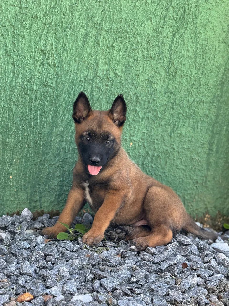 Pastor belga Malinois  - Foto 2