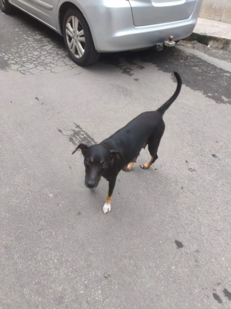 Adoção  - Foto 4