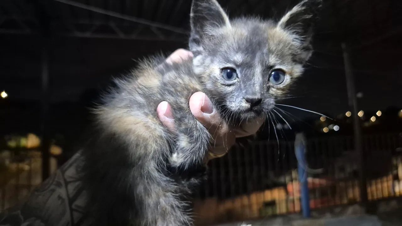 GATINHOS - Foto 4