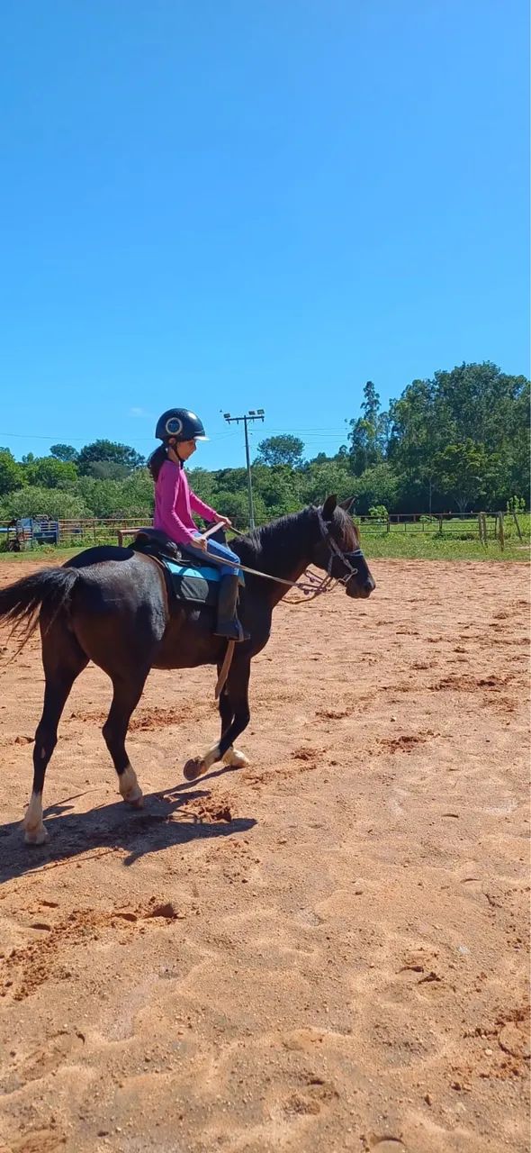 Égua preta mansa boa para criança e escolinha - Foto 3
