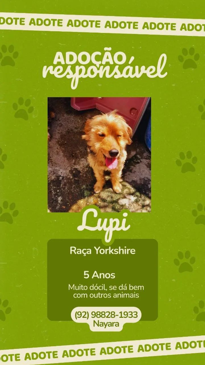 Doação de Cachorros  - Foto 4