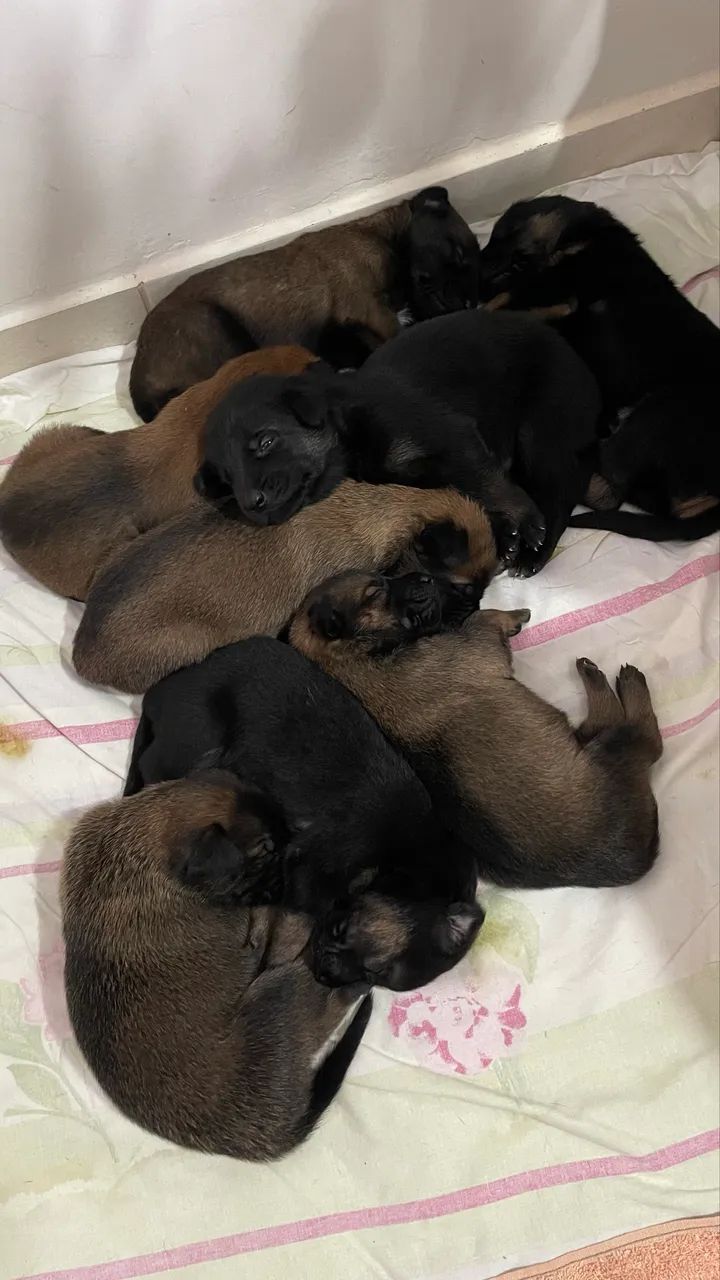 Filhotes Pastor Belga Malinois  - Foto 4