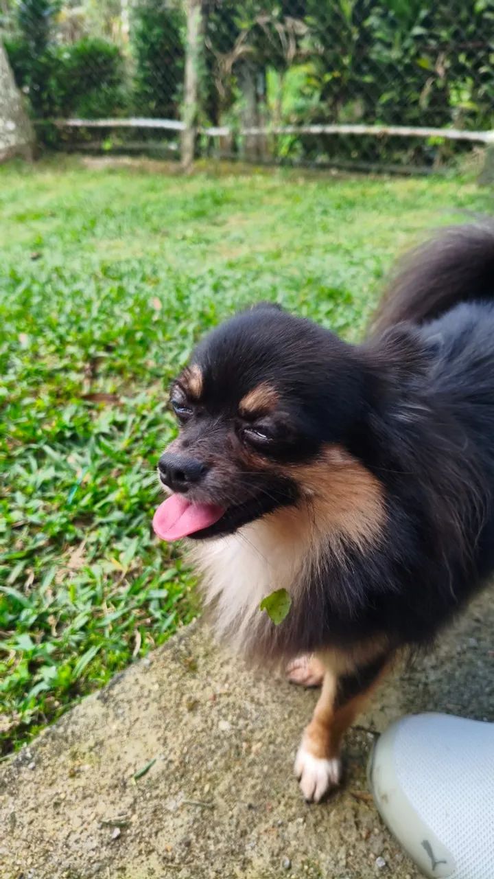 Namorada para Chihuahua  - Foto 4