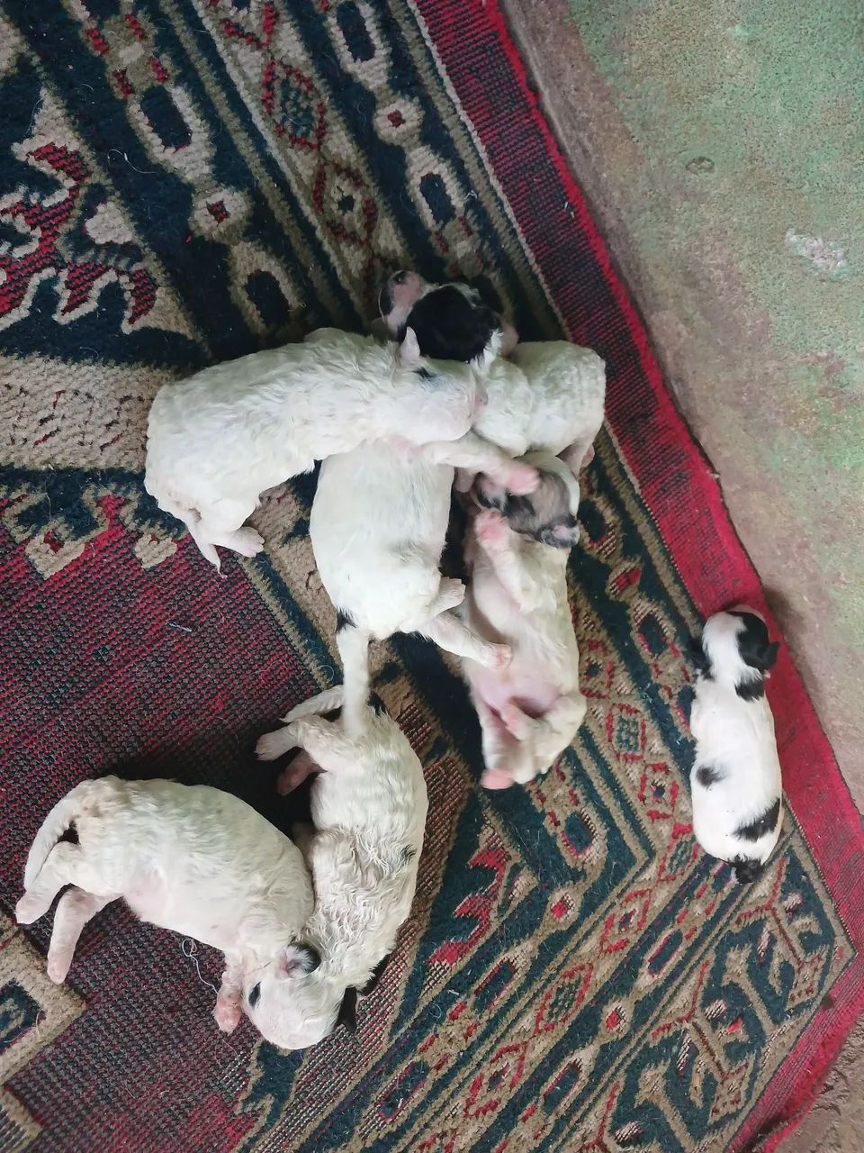 Vende-se filhote de Poodle  ?  - Foto 2