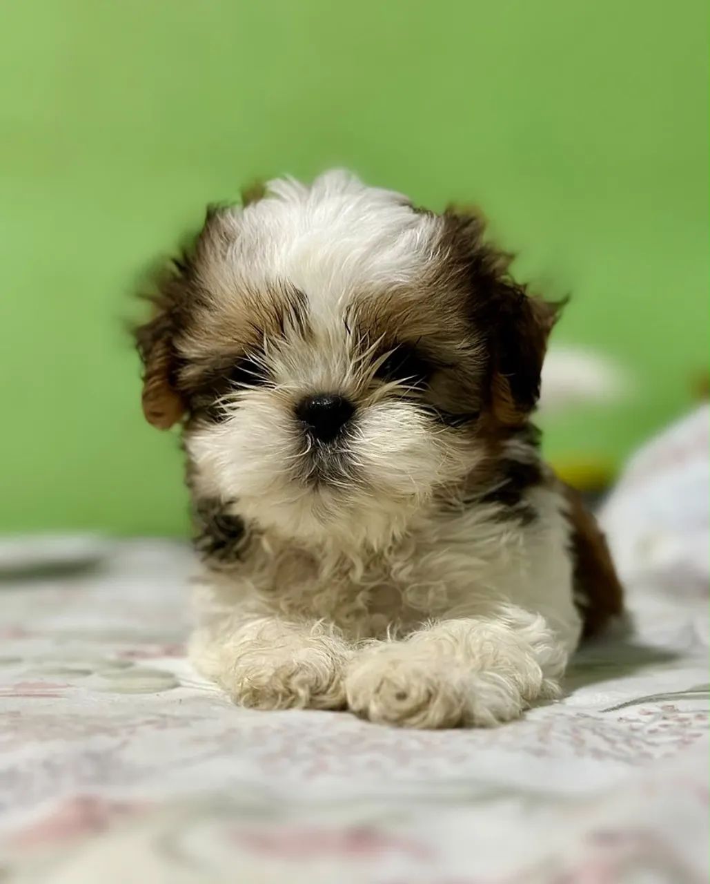 Filhotes de Shihtzu  - Foto 3