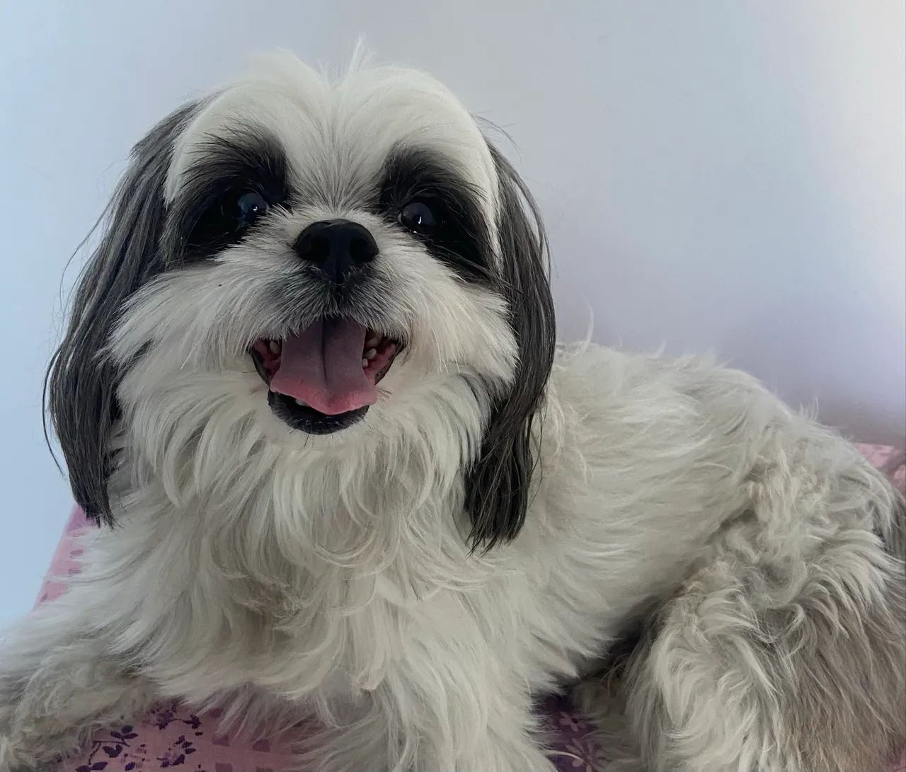 Doação de cachorro  - Foto 4
