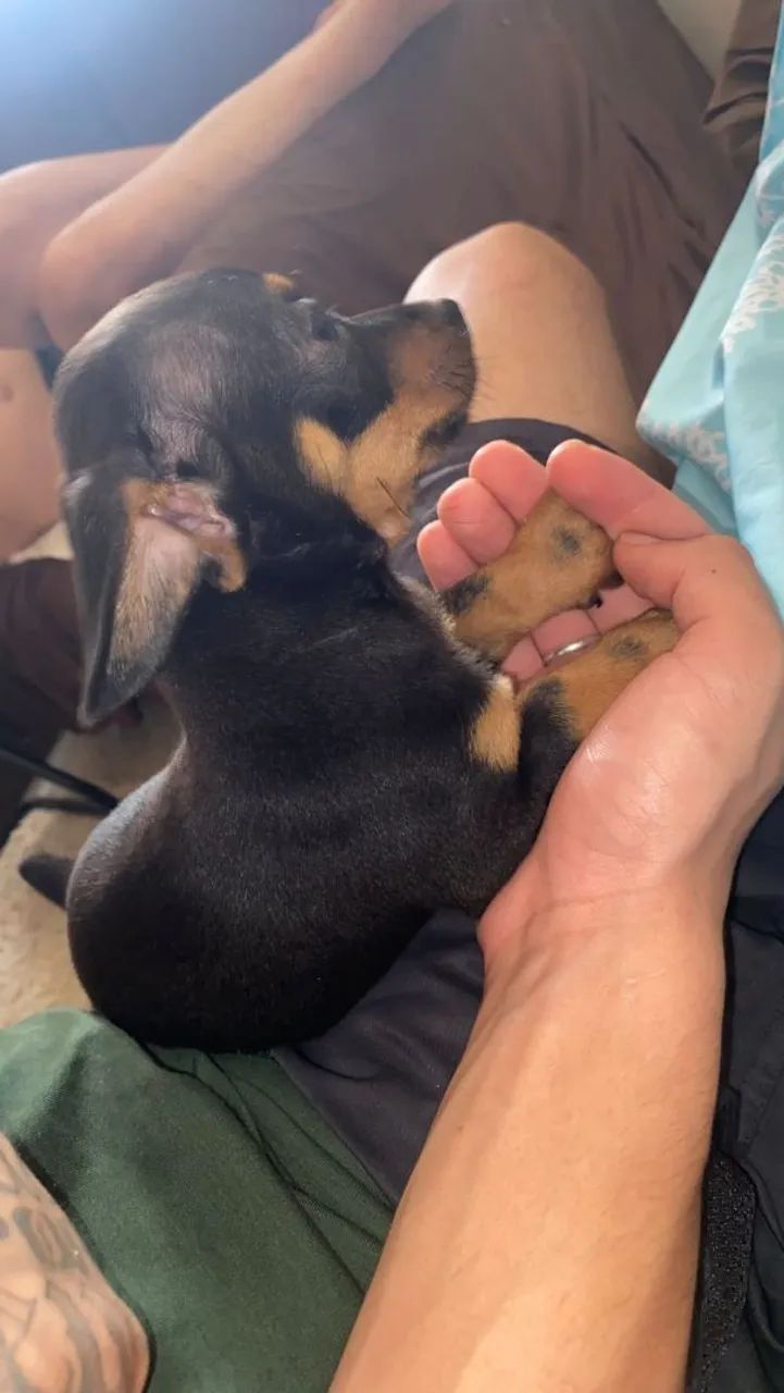 Pinscher macho  - Foto 2