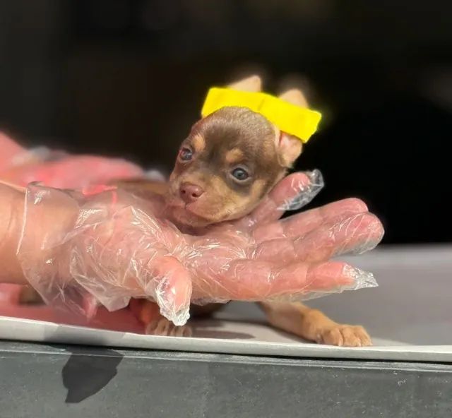 Pinscher Miniatura com Pedigree e Saúde