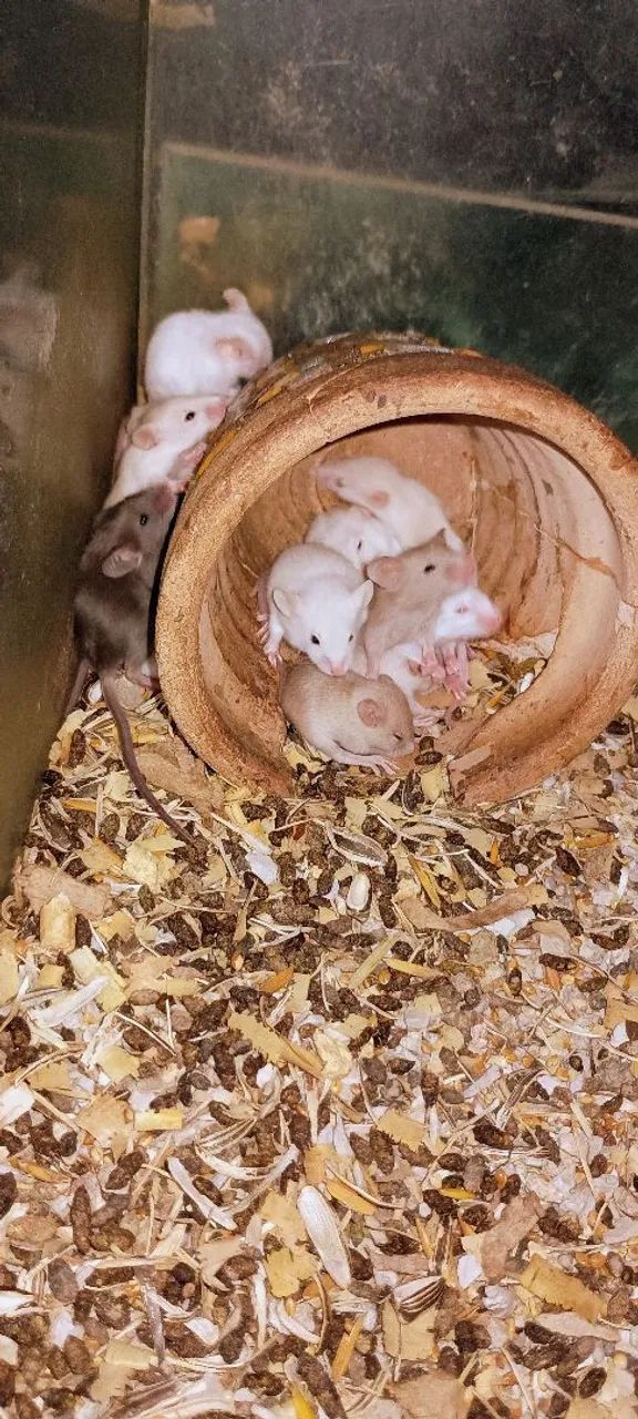 Camundongos(neonatos)