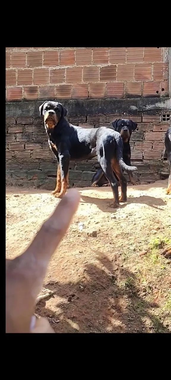 Rottweiler  - Foto 2
