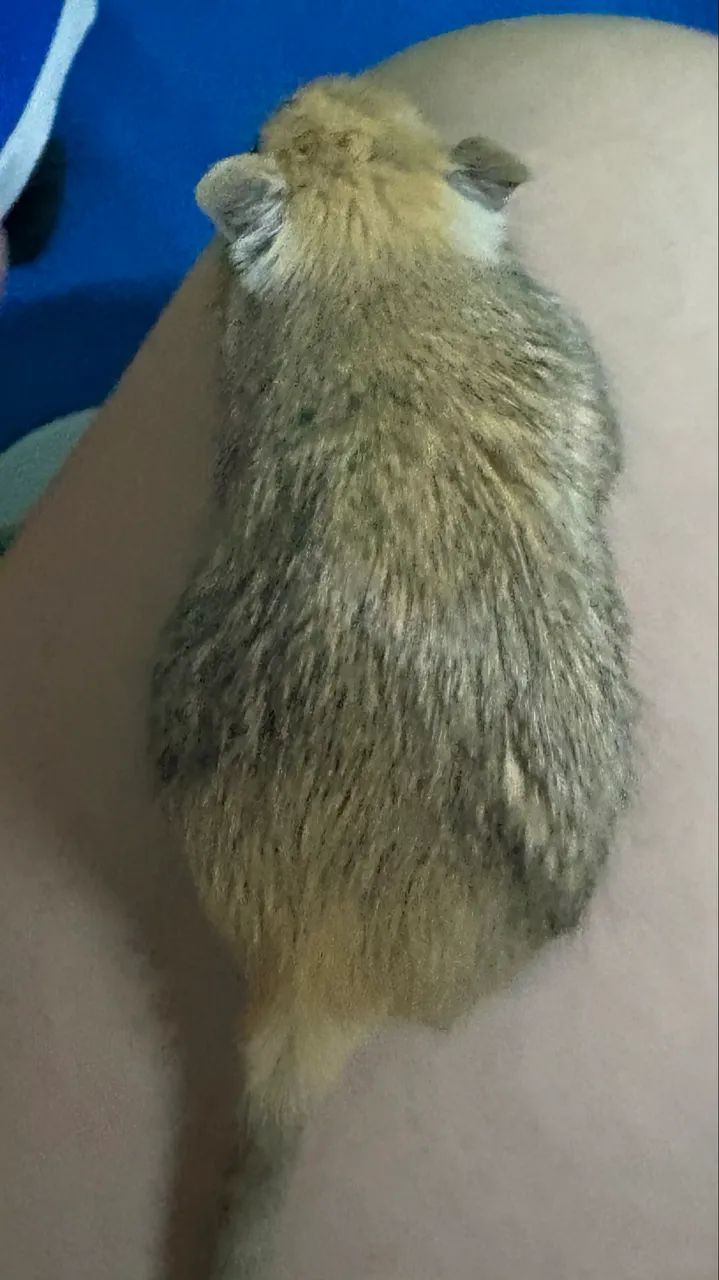 Esquilos da Mongólia Gerbil Nutmeg - Foto 4