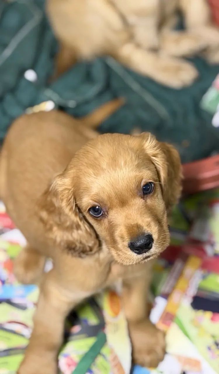 cocker 