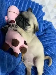 Pug macho disponível mine - Foto 2
