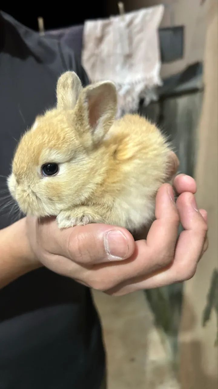 *FILHOTES DE COELHOS* - Foto 2