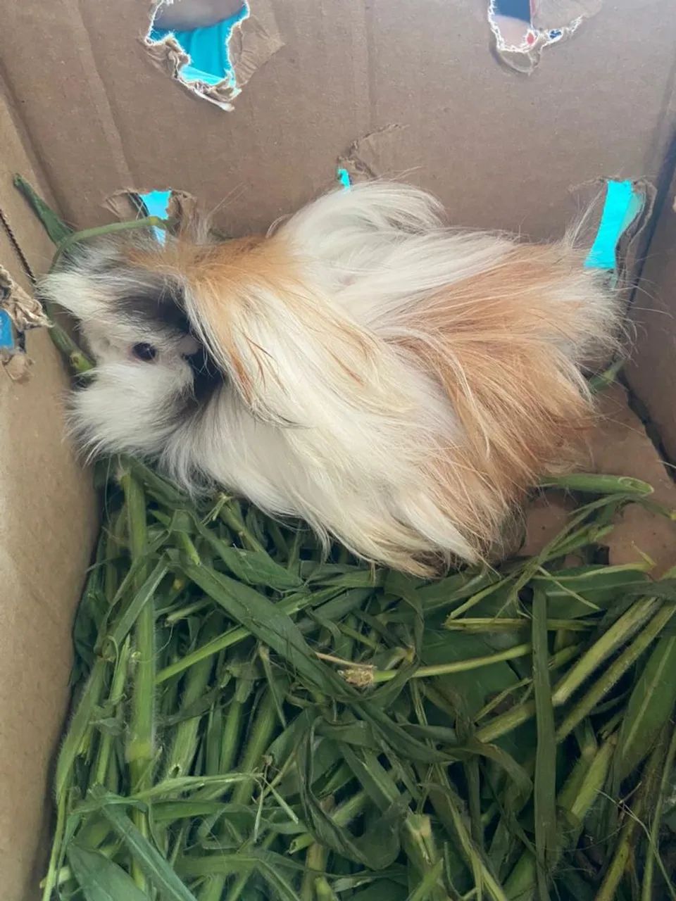 Porquinho da india shelsie - Foto 3