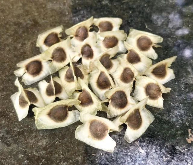 3000 sementes de MORINGA