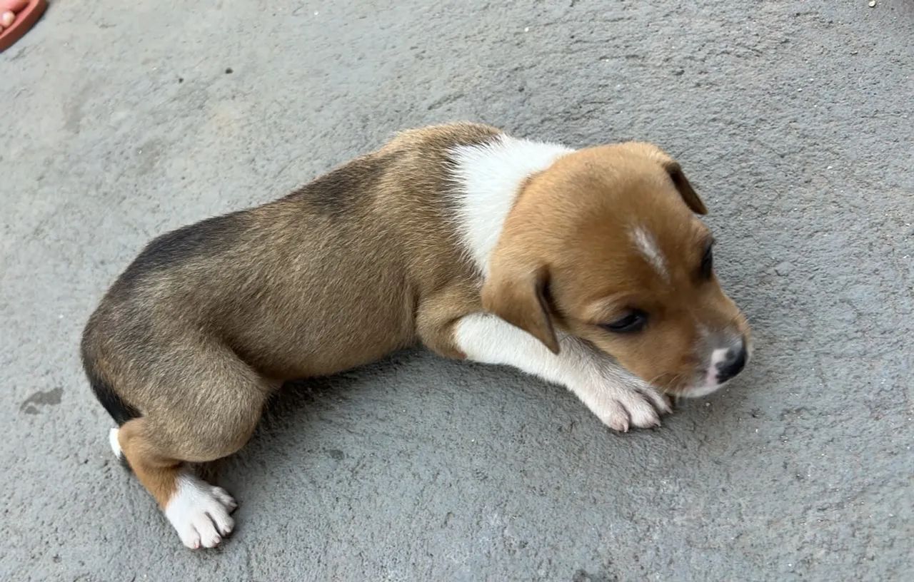 Doação de cachorrinhos Filhotes 