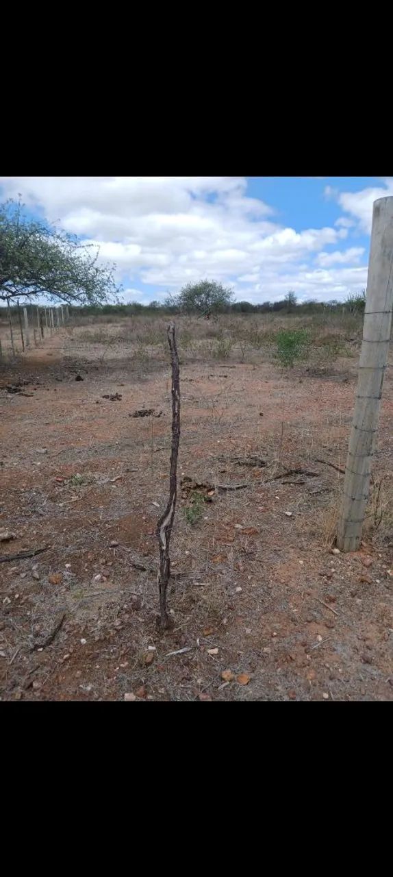 Vendo terreno pra chacra - Foto 2