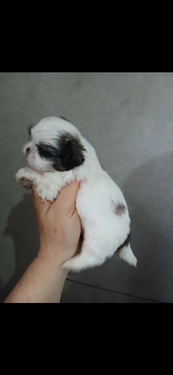 Shitzu machos e femea  - Foto 2