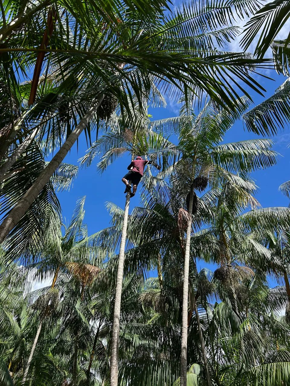 Saca de Açaí (de planta) - Foto 5