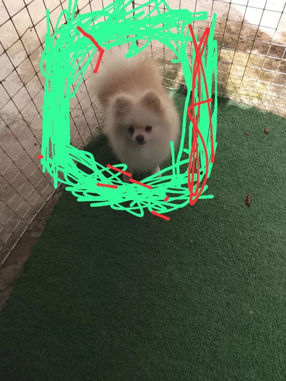 Spitz alemão macho - Foto 2