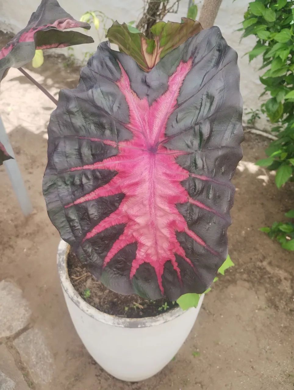 Colocasia Redemption 