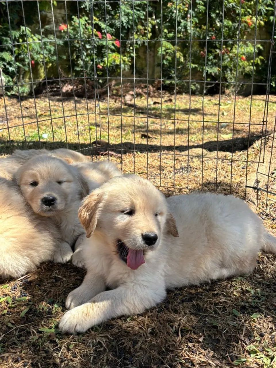 Golden  - Foto 5