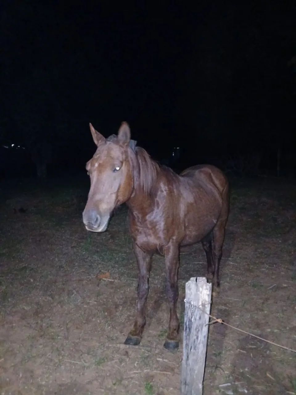 Cavalos