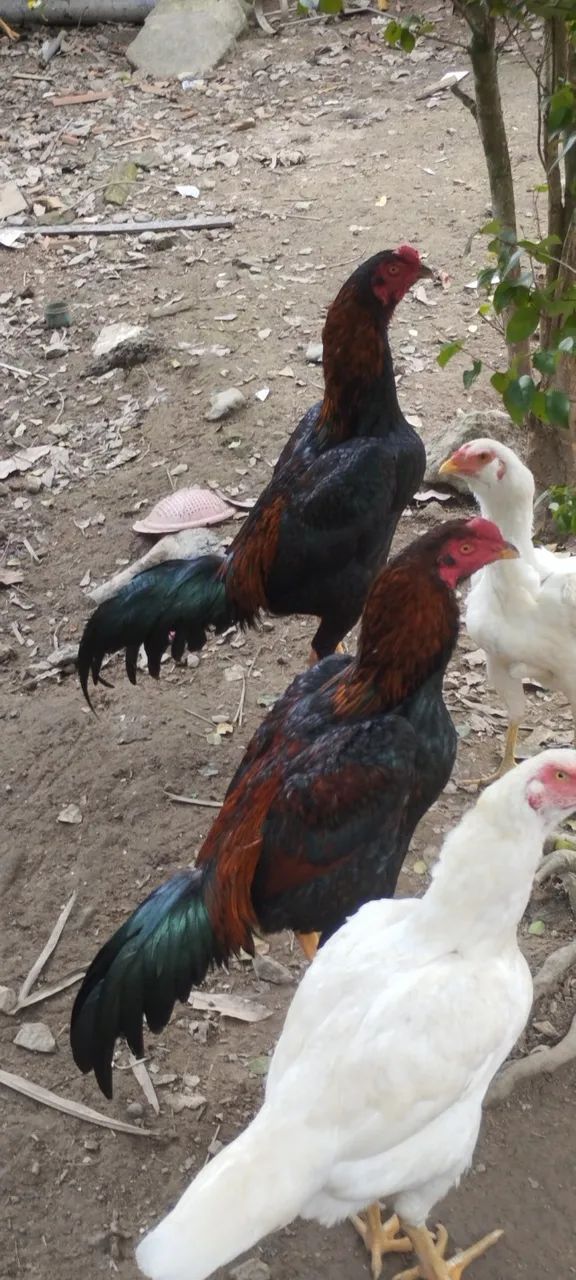 Galos e frangos