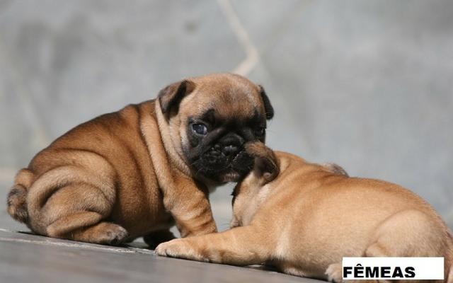Bulldog Francês