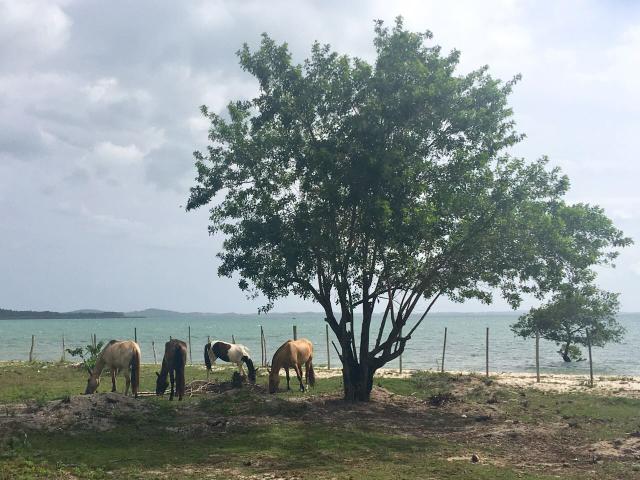 Área 100.000m2 Beira Mar na Bahia! Aceito imóveis em SP - Foto 2