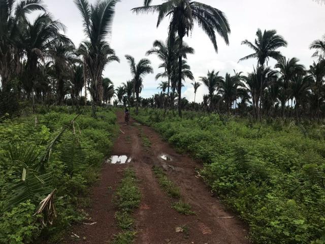 Fazenda no Município Cantanhede - Vendo - Foto 5