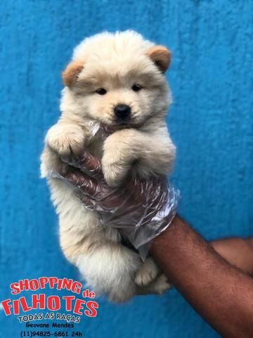 Chow-chow laranjinha/creme e pretinho, machos e femeas - Foto 2