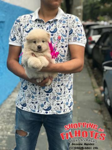Chow-chow ligue para adquirir conosco * - Foto 3
