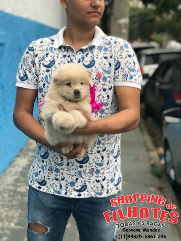 Chow-chow ligue para adquirir conosco *