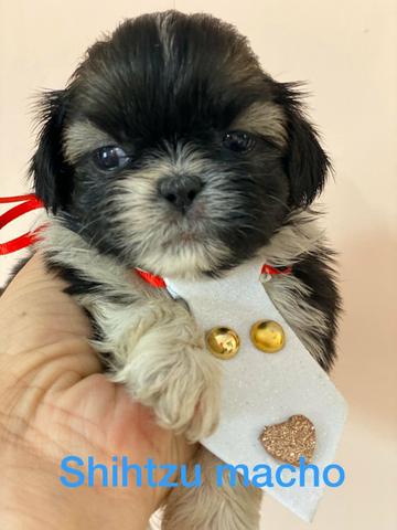 Shi Tzu Macho lindos demais