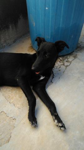 Bingo - Cachorrinho para adoção - Foto 2