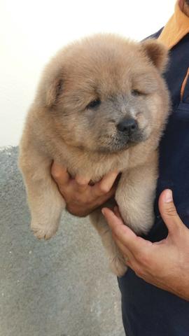 Lindos filhotes de Chow Chow Ultima fêmea disponível - Foto 2