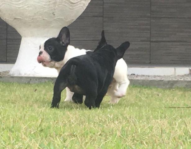 Bulldog francês 52 dias , pedigree , vacinado e vermífugo de auto padrão - Foto 3