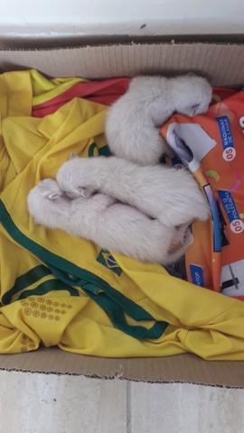 Gatos