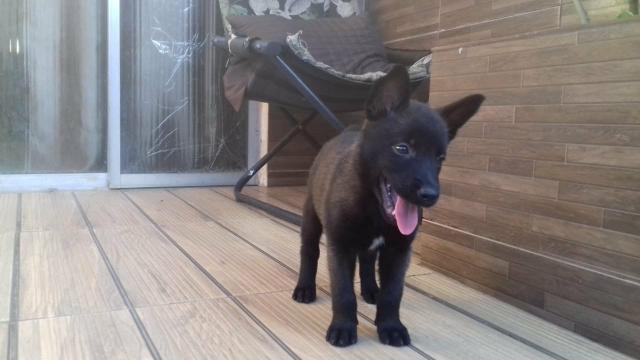 Pastor Belga Malinois 10 x 170,00