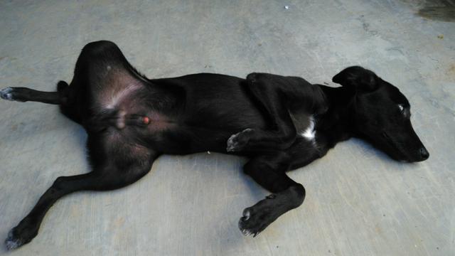 Bingo - Cachorrinho para adoção - Foto 3