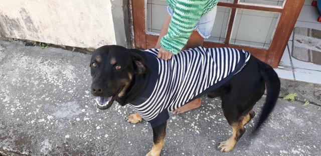 Estou doando esse cachorro pois estou indo embora e não tenho condições de levá-lo comigo - Foto 2