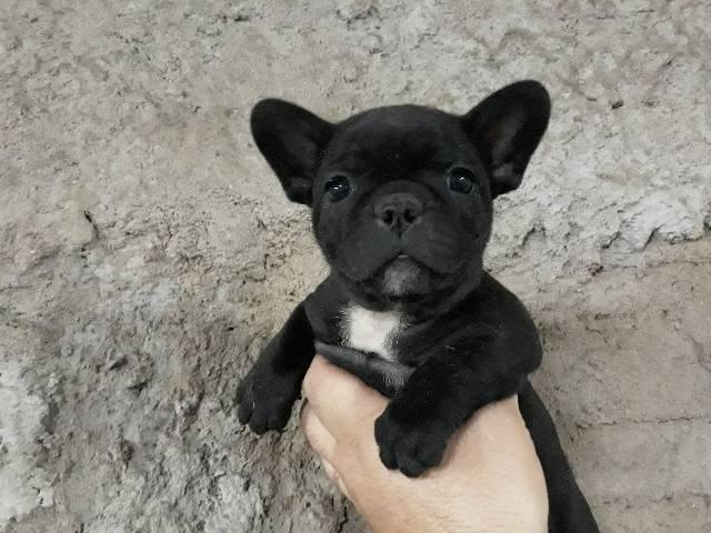 Filhotes de buldogue frances em 10x - Foto 3