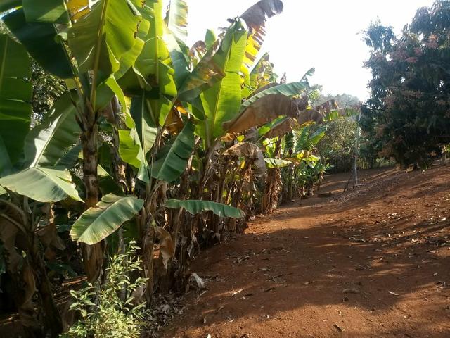 Sitio com agua em Claudio MG - Foto 18