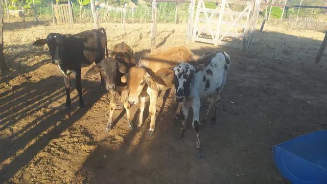 Bezerros  - Foto 2