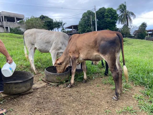 Novilhas gordas